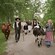 A group of people dressed in historical attire walk down a path with cows